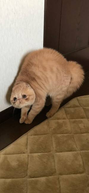 「この姿を見たのは一度きりでした」　愛猫の『威嚇』に、飼い主腹筋崩壊