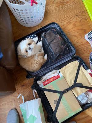 飼い主「違います」　母親が帰り支度をしていたら、愛犬が？