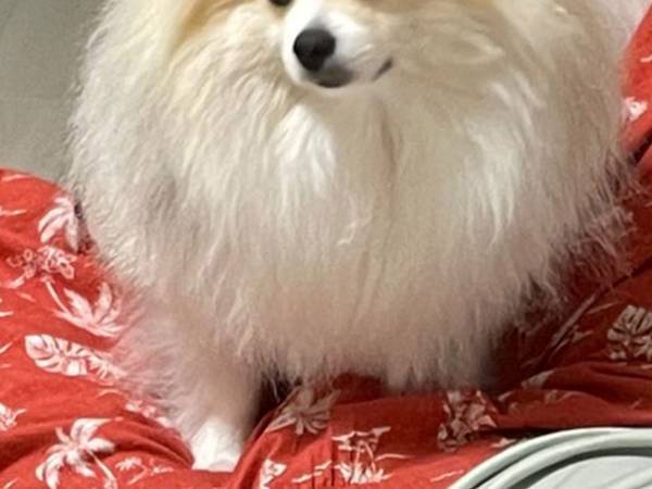 ポメラニアンが「がっかり…」　その理由に「笑った」「呆れてる！」