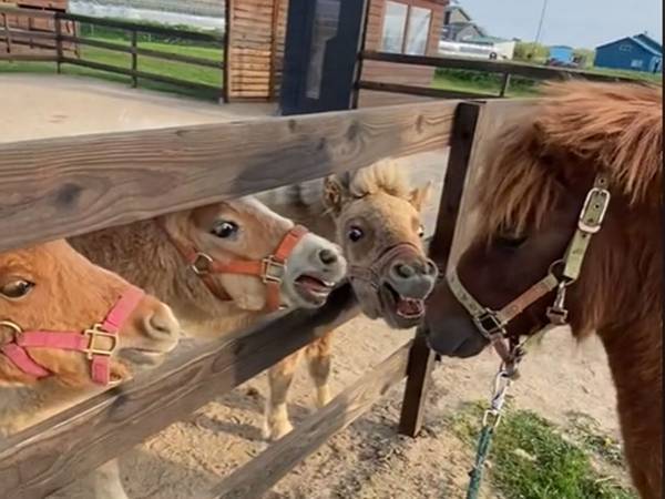 「ちびっ子たちの初めましてがホラーすぎる」　仔馬の行動に、ビクッ！