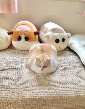 「なんか増えた」　モルカーのぬいぐるみに擬態したのは？　「くっ…かわいすぎる」