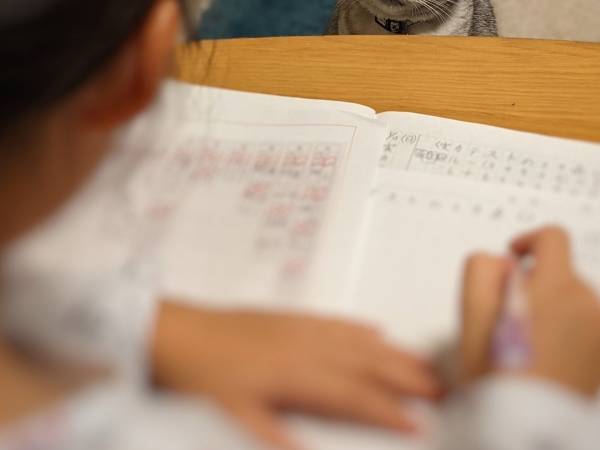 小学４年の娘が宿題をする様子を見守る猫　表情に「どっちの感情？」
