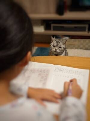 小学４年の娘が宿題をする様子を見守る猫　表情に「どっちの感情？」