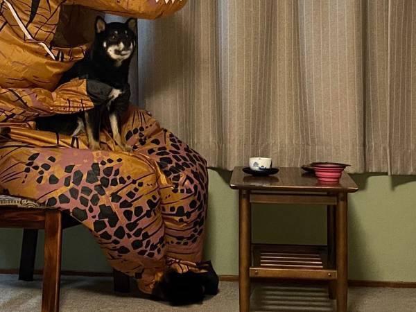 旅館でくつろぐ柴犬と飼い主　光景に「とてもシュール」「同じ料金ですか！？」