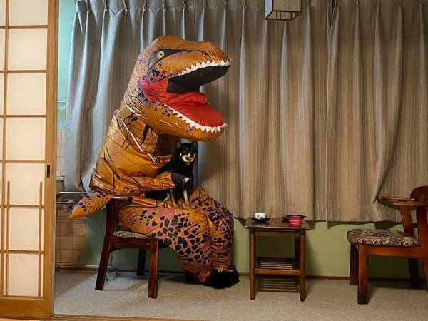 旅館でくつろぐ柴犬と飼い主　光景に「とてもシュール」「同じ料金ですか！？」