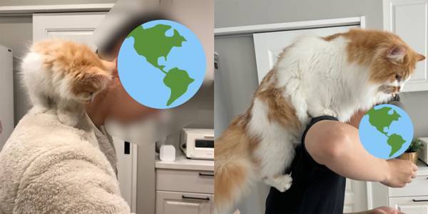 飼い主の肩にちょこんと乗っている子猫　しかし、１年後…？