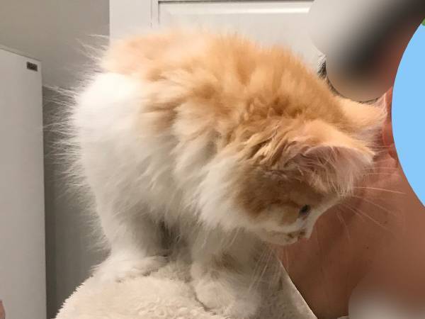 飼い主の肩にちょこんと乗っている子猫　しかし、１年後…？