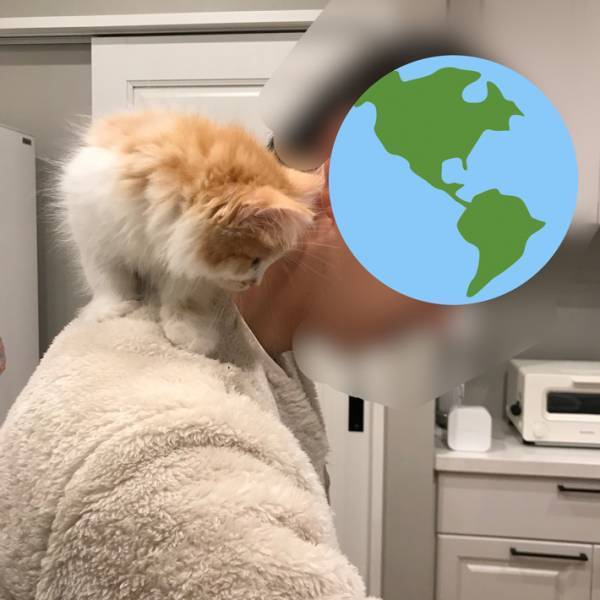 飼い主の肩にちょこんと乗っている子猫　しかし、１年後…？