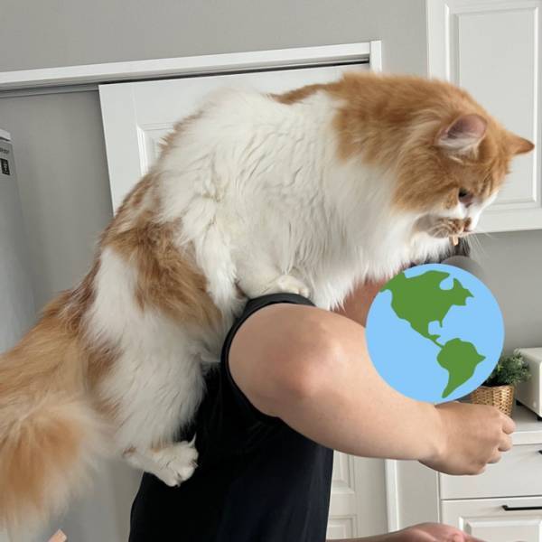 飼い主の肩にちょこんと乗っている子猫　しかし、１年後…？