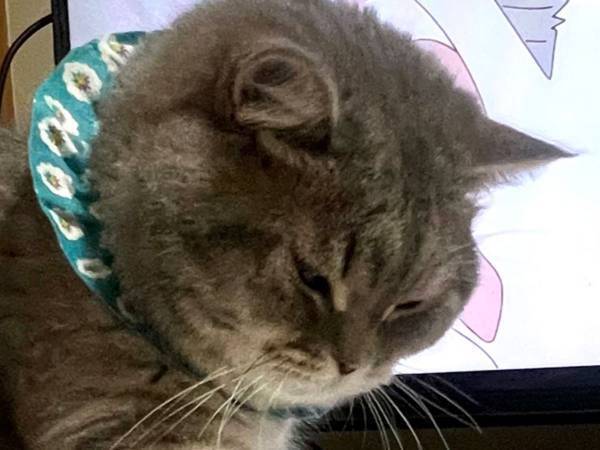 バレていないとでも？　猫の大胆すぎる犯行に腹筋崩壊