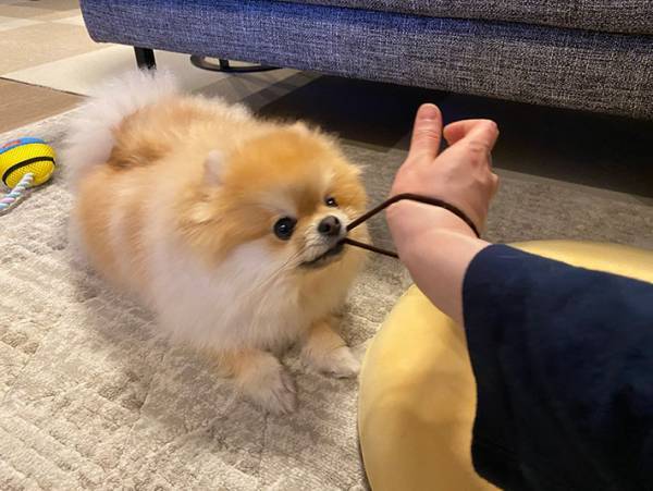 離さないで…！　犬が大好きな『遊び』に怯える