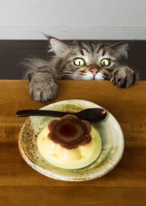 プリンに忍び寄るのは…　写真に「なんていい表情」「額にいれて飾りたい」の声