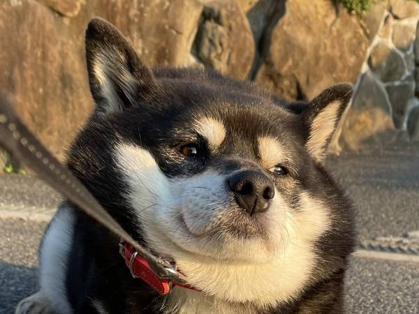 座り込んでの散歩拒否！　黒柴の抵抗に「庭を出て３歩…」