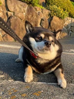 座り込んでの散歩拒否！　黒柴の抵抗に「庭を出て３歩…」