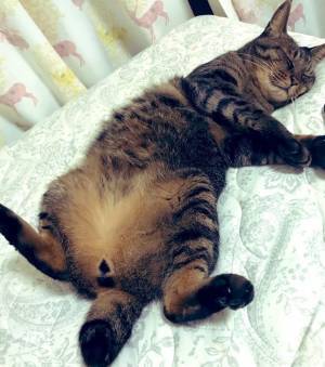 猫がお腹を見せる『本当の意味』に驚愕…　「勘違いしてたわ」「納得すぎる」
