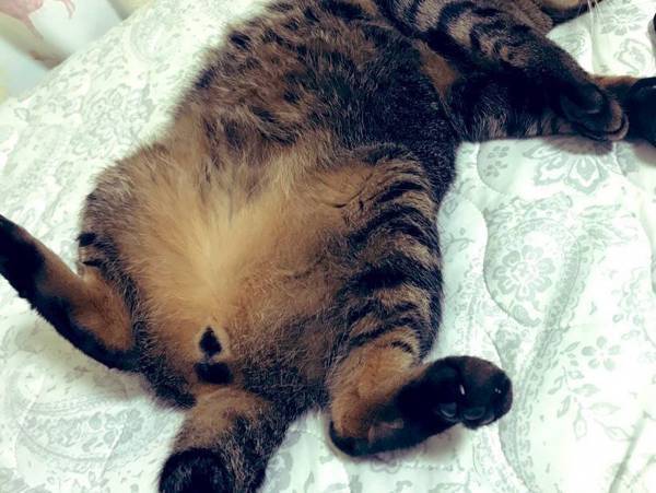 猫がお腹を見せる『本当の意味』に驚愕…　「勘違いしてたわ」「納得すぎる」