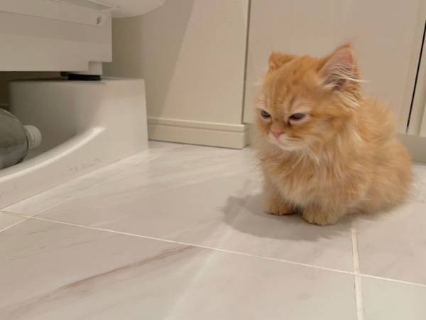 飼い主も初めてみた子猫の『表情』　お気に入りの場所に入れないようにしたところ？