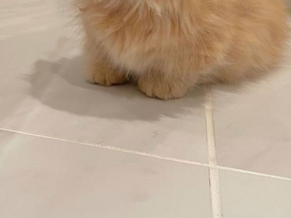 飼い主も初めてみた子猫の『表情』　お気に入りの場所に入れないようにしたところ？