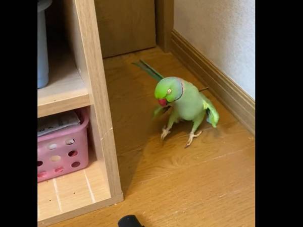 帰宅拒否のインコがかかったトラップに「意外」「めっちゃホイホイされてる」