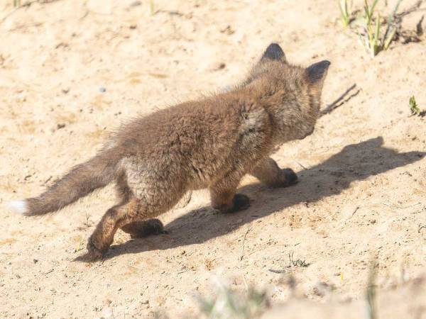 「子狐が影踏んで遊んでて可愛かった」　公開された１枚に、ハートとろける