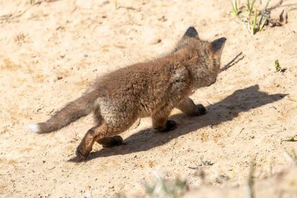 「子狐が影踏んで遊んでて可愛かった」　公開された１枚に、ハートとろける