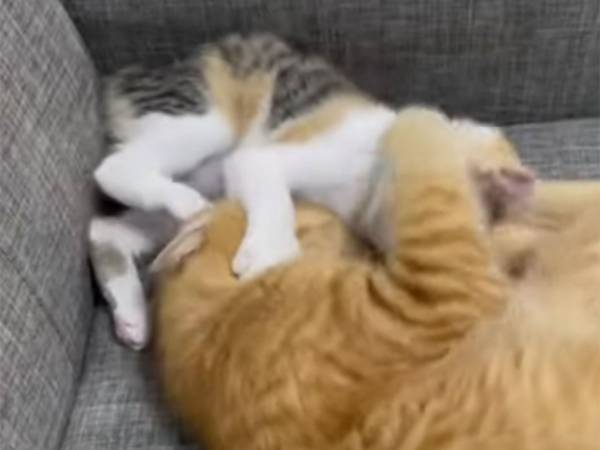 「猫の縦社会は、こうして躾けられる」　２匹のバトルに飼い主も爆笑！