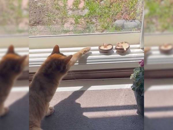 生まれて初めて『干しシイタケ』を見た猫　反応に「笑った」「可愛すぎる」
