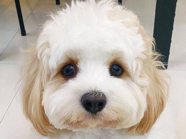 前脚が消えた…！？　シャンプー後の犬の姿に、頭が混乱してしまう