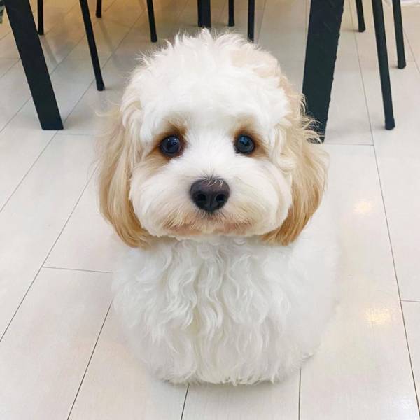 前脚が消えた…！？　シャンプー後の犬の姿に、頭が混乱してしまう