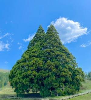 山形県にトトロが実在した！？　１枚の写真に「まさにトトロ」と驚きの声