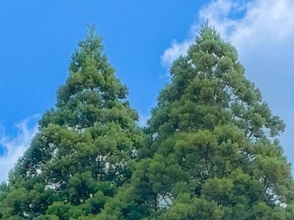 山形県にトトロが実在した！？　１枚の写真に「まさにトトロ」と驚きの声