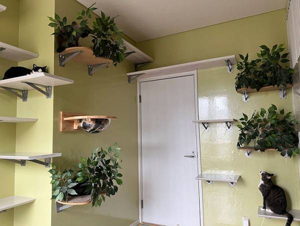 「見つけられなかった…」　写真に写る猫　３匹だけではなく？