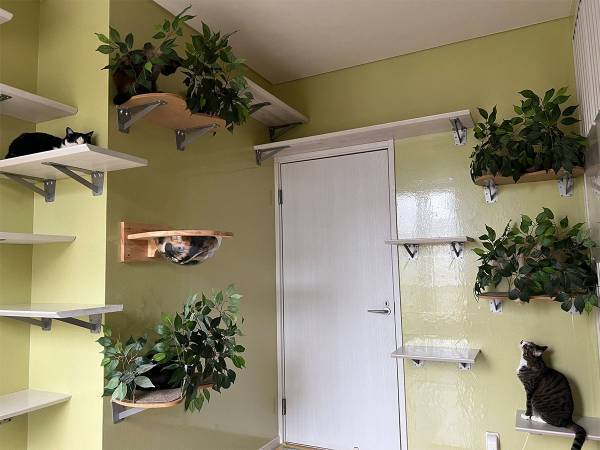 「見つけられなかった…」　写真に写る猫　３匹だけではなく？