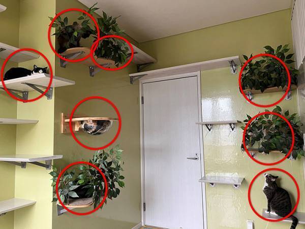 「見つけられなかった…」　写真に写る猫　３匹だけではなく？