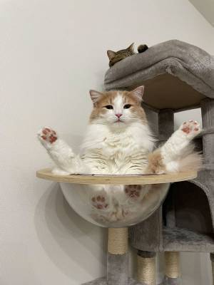 朝、飼い主の目に飛び込んできたのは？　キャットタワーの光景に腹筋崩壊