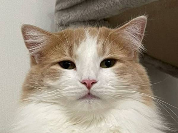 朝、飼い主の目に飛び込んできたのは？　キャットタワーの光景に腹筋崩壊