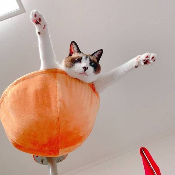 独特なポーズでくつろぐ猫　しかし、驚くべきは『その後』