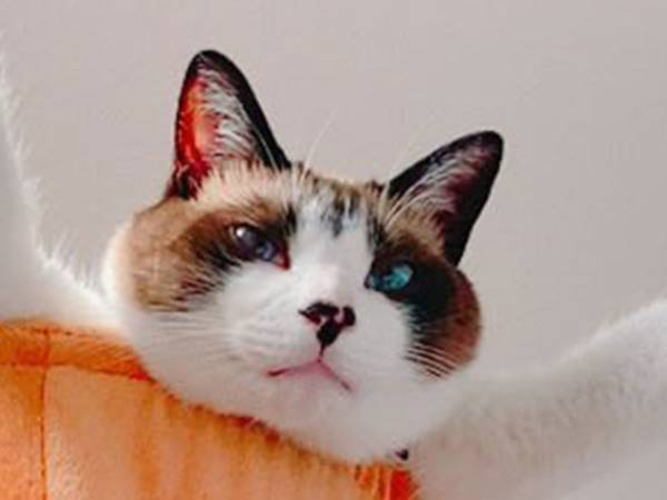 独特なポーズでくつろぐ猫　しかし、驚くべきは『その後』