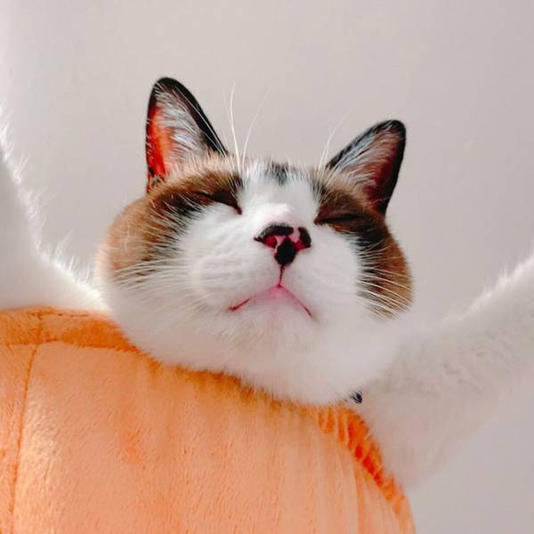 独特なポーズでくつろぐ猫　しかし、驚くべきは『その後』