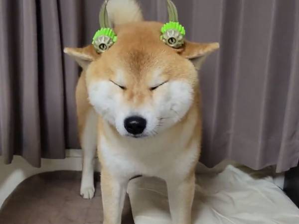 １９秒の『柴犬動画』に悶絶　「可愛すぎでは…」「この表情、たまらない！」