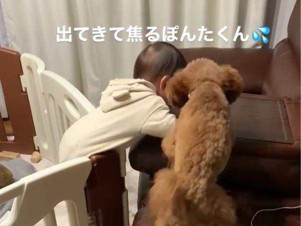 まるで『小さなお兄ちゃん』　赤ちゃんを心配する愛犬がこちらです！