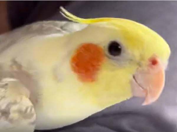 オカメインコってこんなに上手に歌えるの！？　かわいい歌声がこちら