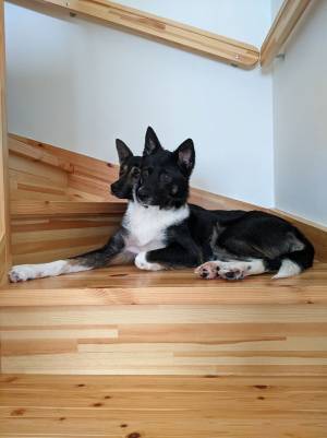 思わず二度見してしまう…！　一見普通の『犬の写真』だが？