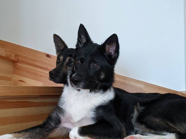 思わず二度見してしまう…！　一見普通の『犬の写真』だが？