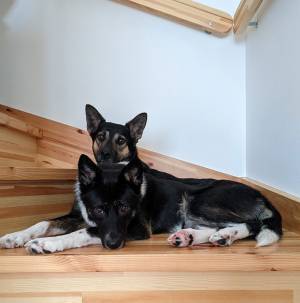 思わず二度見してしまう…！　一見普通の『犬の写真』だが？