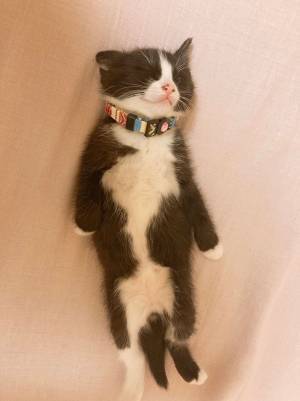 迎え入れたばかりの子猫　数時間後、飼い主が見た光景が…こちら