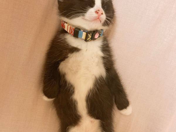 迎え入れたばかりの子猫　数時間後、飼い主が見た光景が…こちら