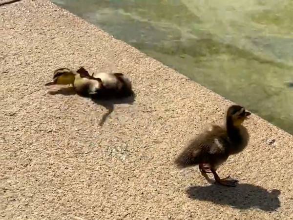 起き上がれない子ガモ、爆速でやってきたのは…　「かわいすぎる」「感動」