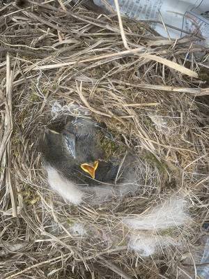 ２か月ぶりに愛車を見たら「こんなことあるぅ！？」　展開に「怖ッ！」「素晴らしい」
