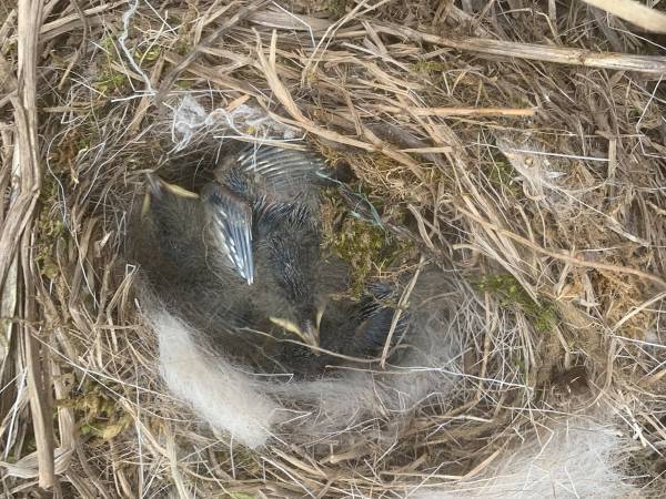 ２か月ぶりに愛車を見たら「こんなことあるぅ！？」　展開に「怖ッ！」「素晴らしい」